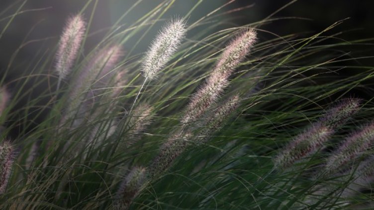 Снимка: архив, БГНЕС