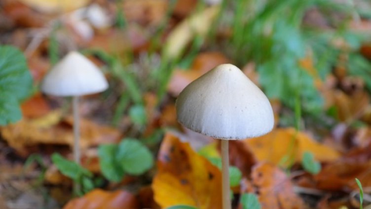 Снимка: Pixabay