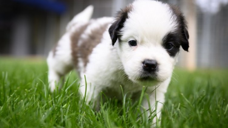 Снимка: архив, БГНЕС