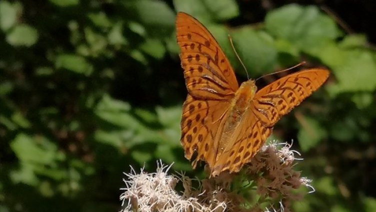 Снимка: архив, БГНЕС