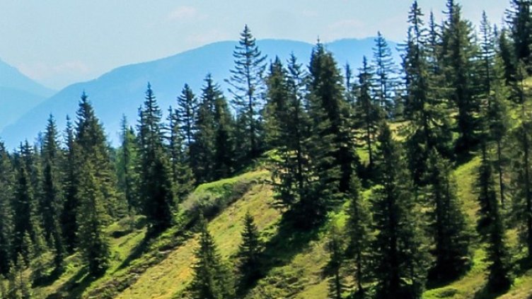 Снимка: Pixabay