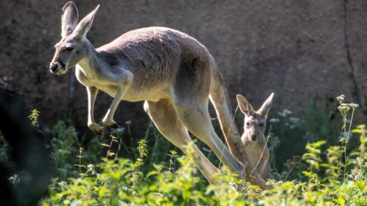 Снимка: архив, БГНЕС