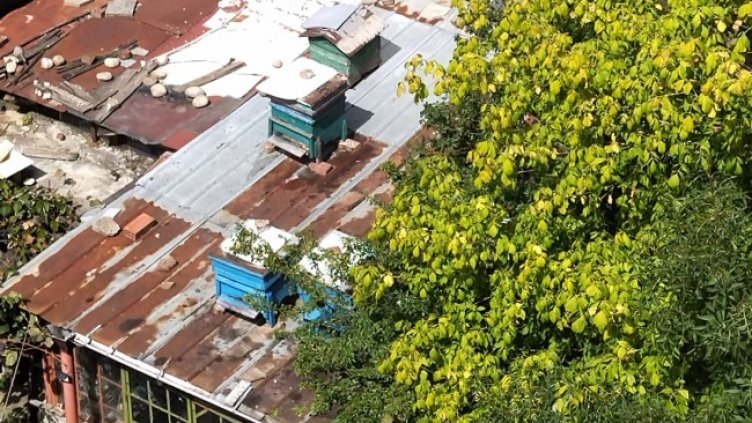 Снимка: Helpbook