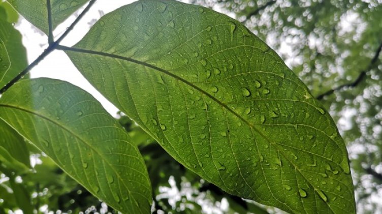 Снимка: архив, БГНЕС