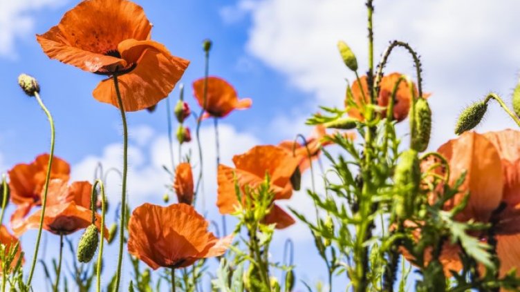 Снимка: Pixabay