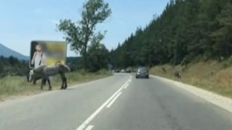 Снимка: кадър, БНТ