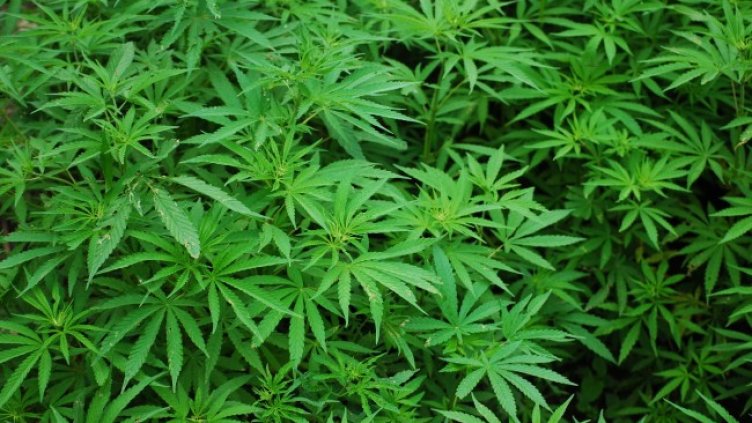 Снимка: Pixabay