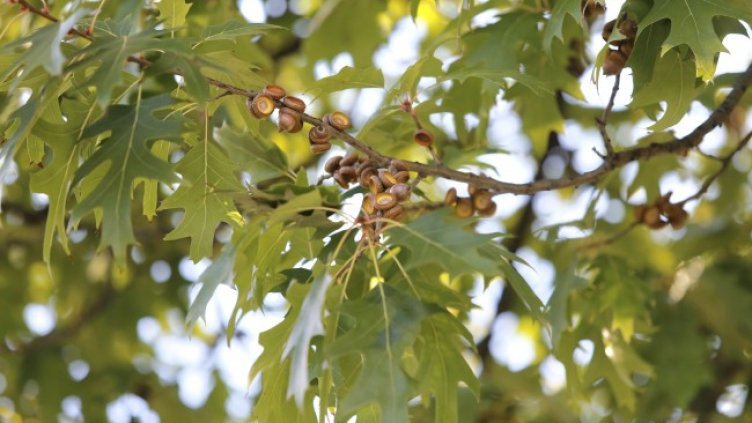 Снимка: архив, БГНЕС