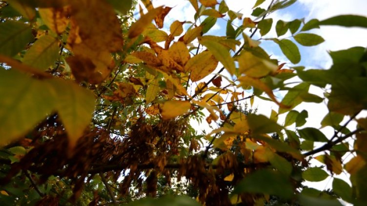 Снимка: архив, БГНЕС