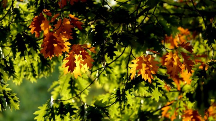 Снимка: архив, БГНЕС