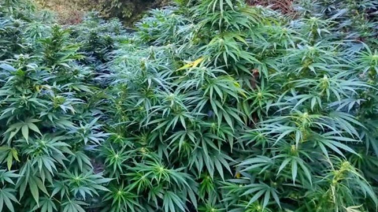 Снимка: архив, БГНЕС