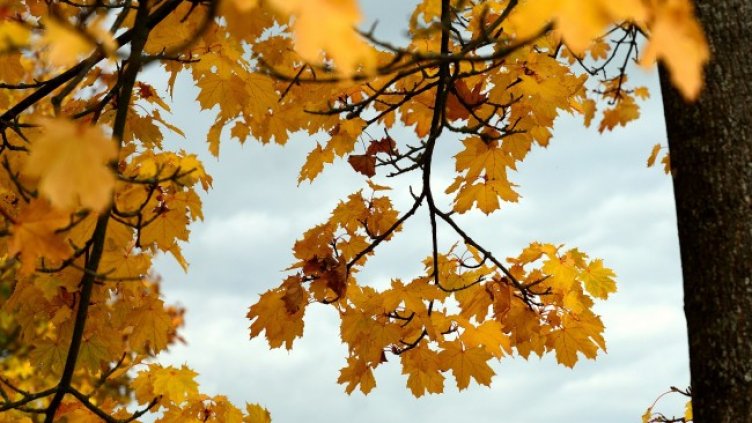 Снимка: Pixabay