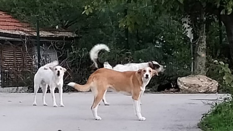 Снимка: Helpbook