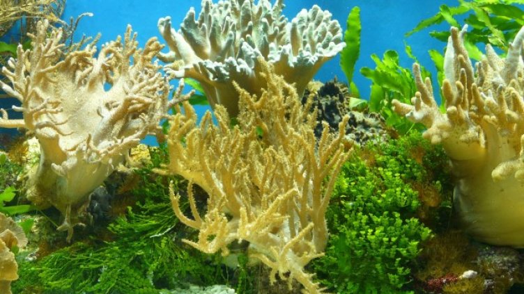 Снимка: Pixabay