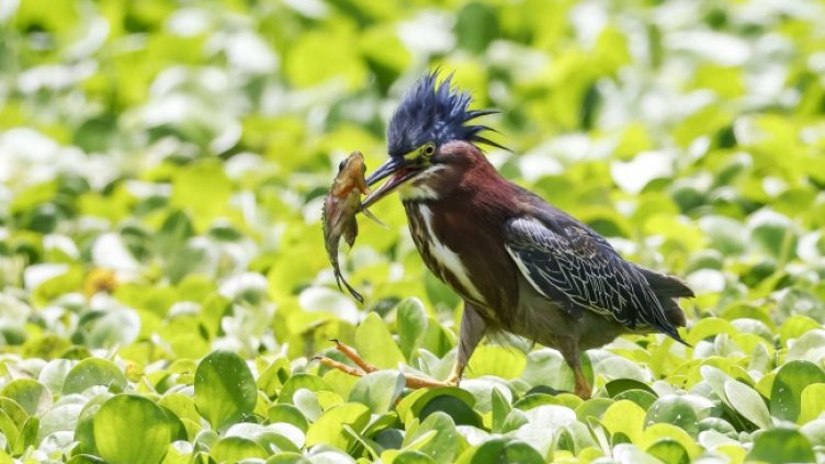 Снимка: БГНЕС