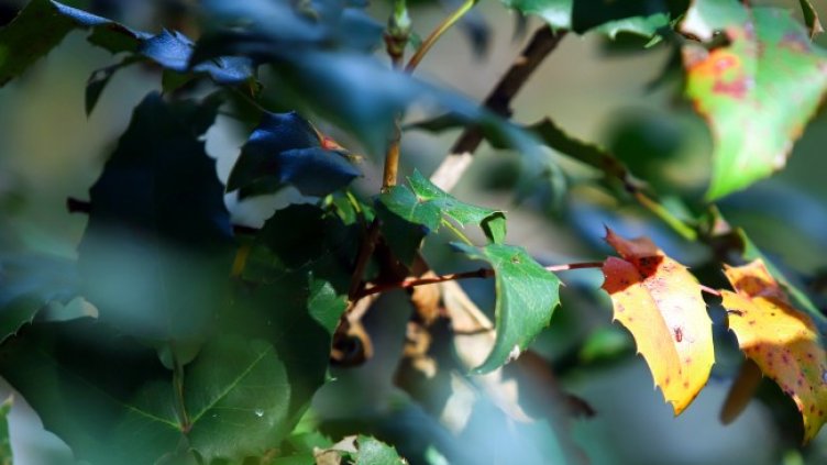 Снимка: архив, БГНЕС