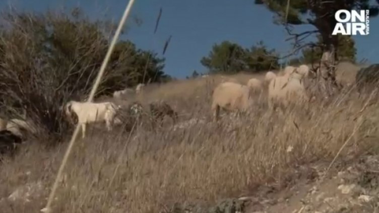 Снимка: Bulgaria ON AIR