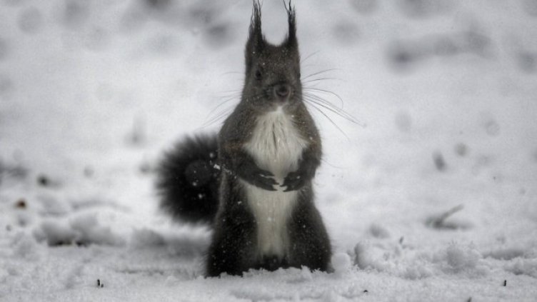 Снимка: Димитър Кьосемарлиев, Dnes.bg