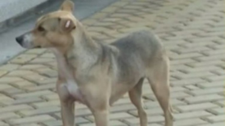 Снимка: Bulgaria ON AIR