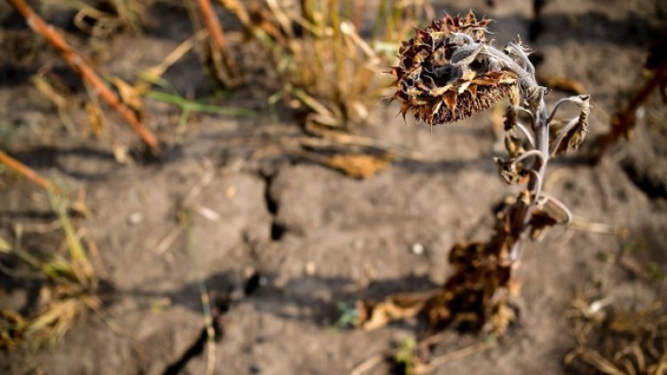 Снимка: архив, БГНЕС