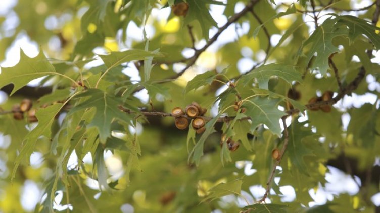 Снимка: архив, БГНЕС