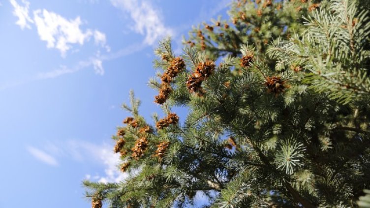 Снимка: архив, БГНЕС