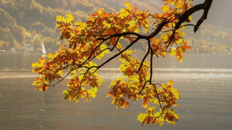 Снимка: Pixabay