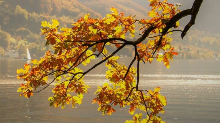 Снимка: Pixabay