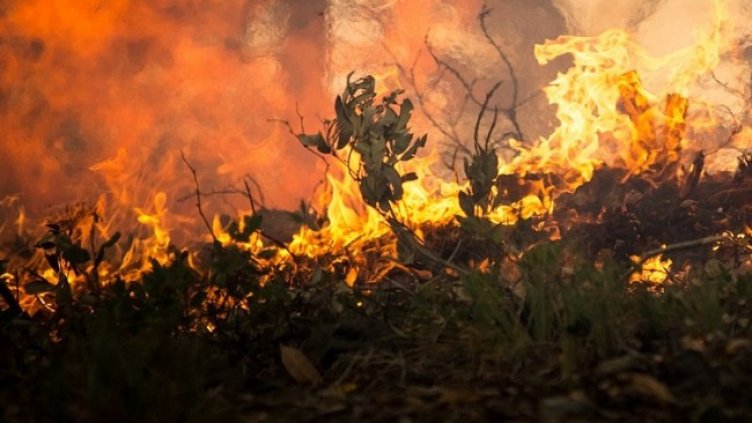 Снимка: Pixabay