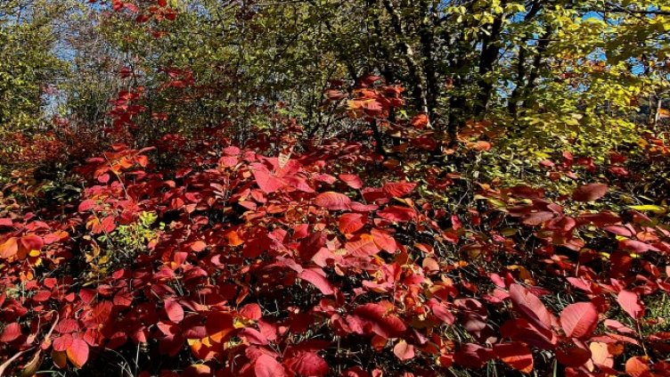 Снимка: архив, БГНЕС
