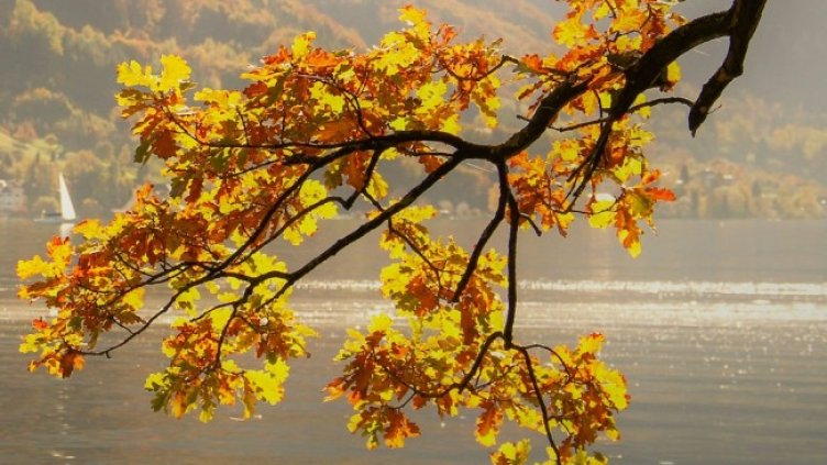 Снимка: Pixabay