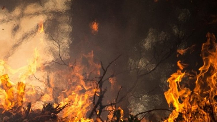 Снимка: Pixabay