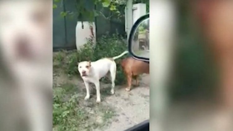 Кадър: Нова тв