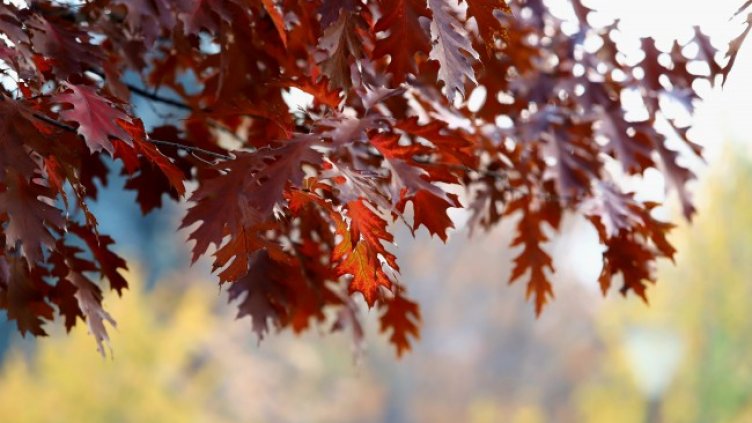 Снимка: архив, БГНЕС