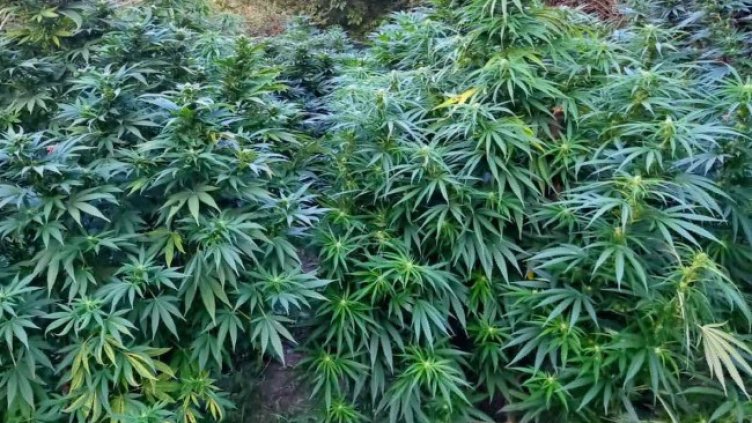 Снимка: архив, БГНЕС