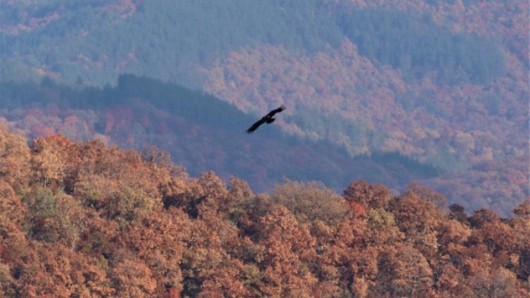 Снимка: Волен Аркумарев