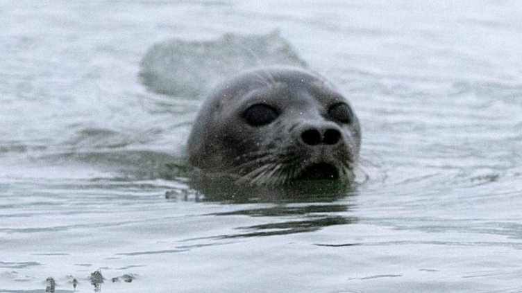 Снимка: архив, БГНЕС