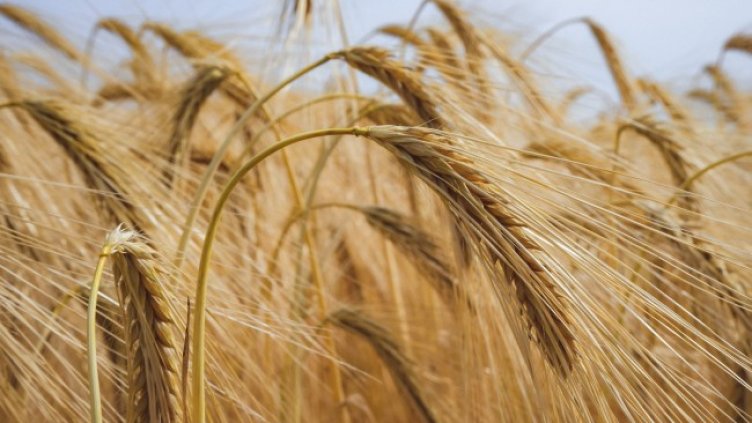 Снимка: Pixabay