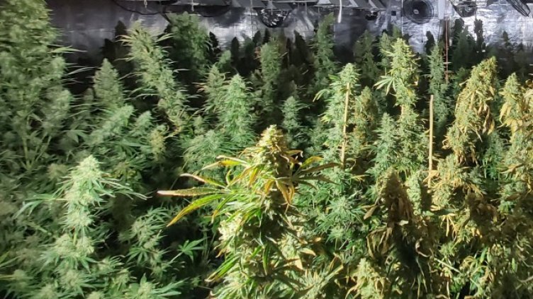 Снимка: БГНЕС, архив