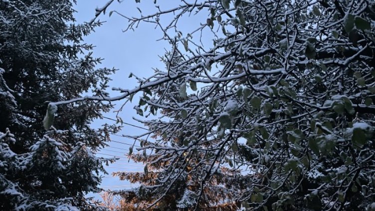 Снимка: БГНЕС