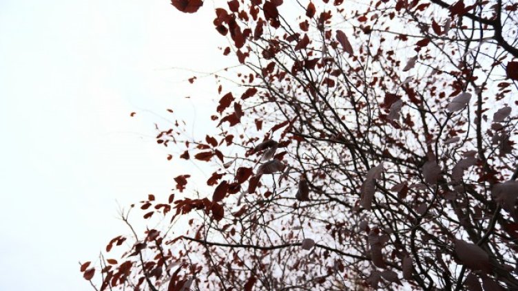 Снимка: архив, БГНЕС