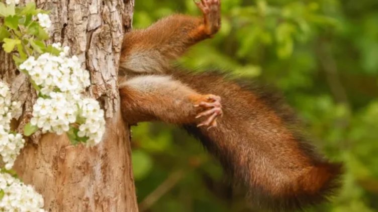 Снимка: Comedy Wildlife Photography Awards/Milko Marchetti