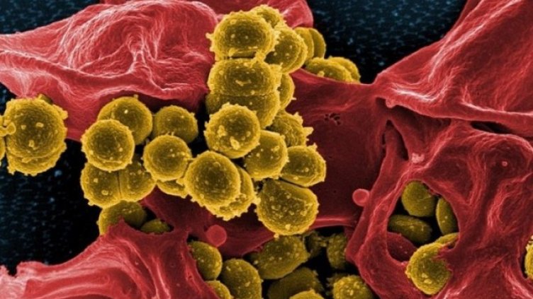 Снимка: Pixabay