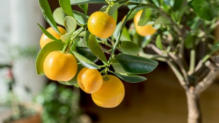 Снимка: Istock