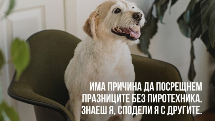 Снимка: Четири лапи