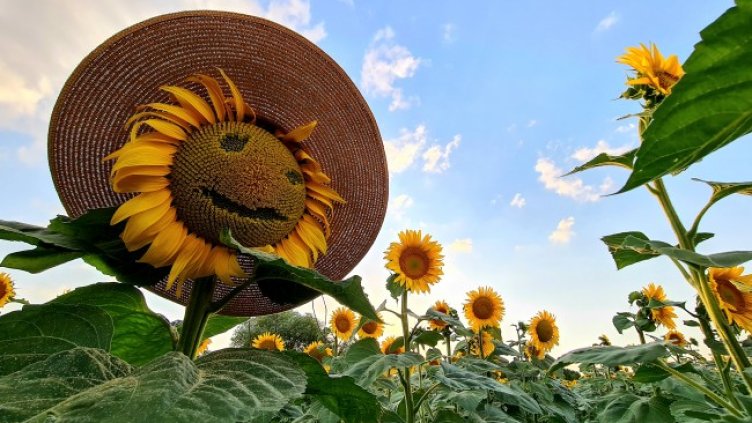 Снимка: архив, БГНЕС