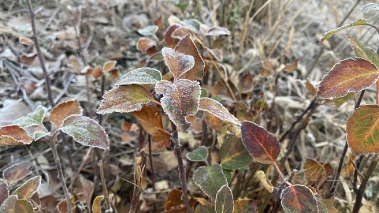 Снимка: архив, БГНЕС