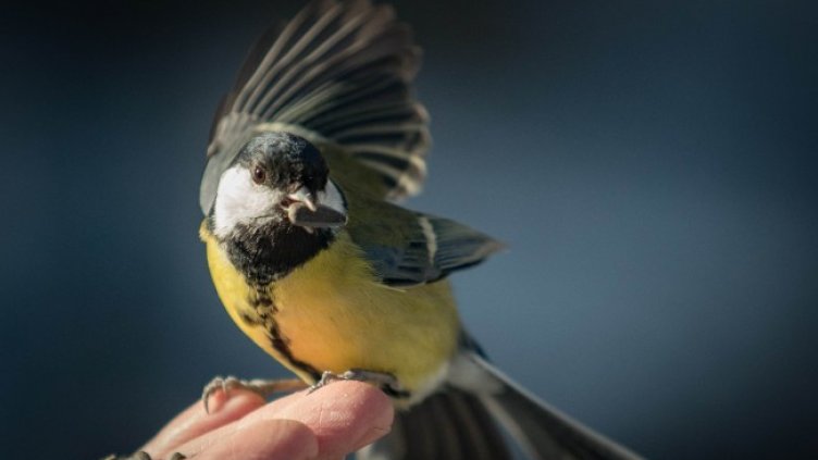 Снимка: Димитър Кьосемарлиев, Dnes.bg