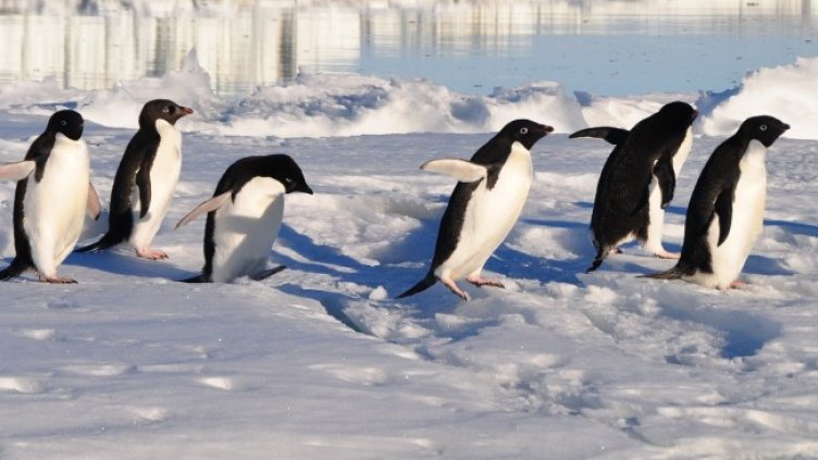 Снимка: Pixabay