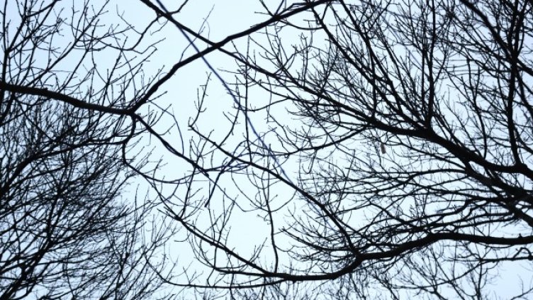 Снимка: архив, БГНЕС